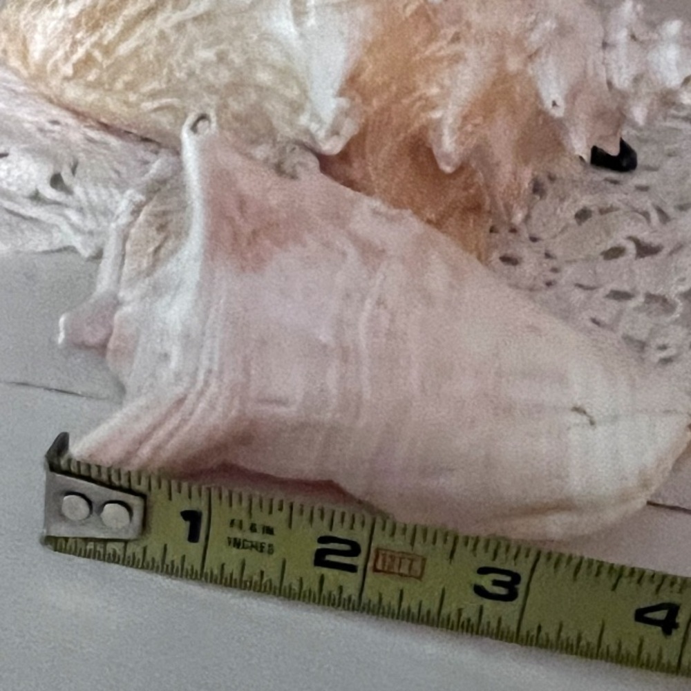 Large portion White Conch Shell